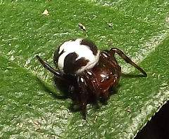 Micrepeira
