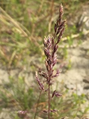 Poa alpigena