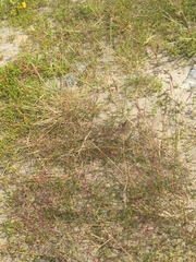 Poa alpigena