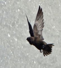 Cypseloides fumigatus