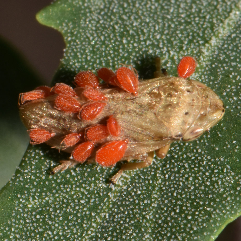 Meadow spittlebug (Philaenus spumarius)