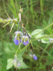 Mertensia paniculata paniculata