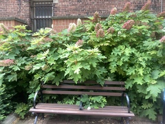 Hydrangea