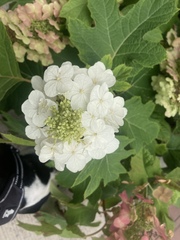Hydrangea