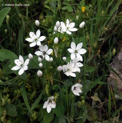 Allium subhirsutum