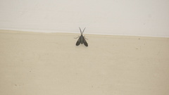 Uranophora terminalis