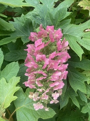Hydrangea