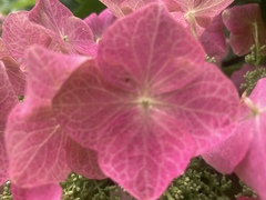 Hydrangea