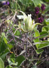 Castilleja pallida