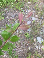 Salix pseudomonticola
