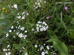 Allium subhirsutum
