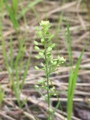 Lepidium ramosissimum