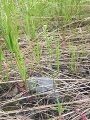 Lepidium ramosissimum