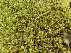 Homalothecium aeneum