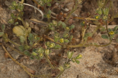 Phacelia inyoensis