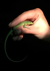 Anolis chloris