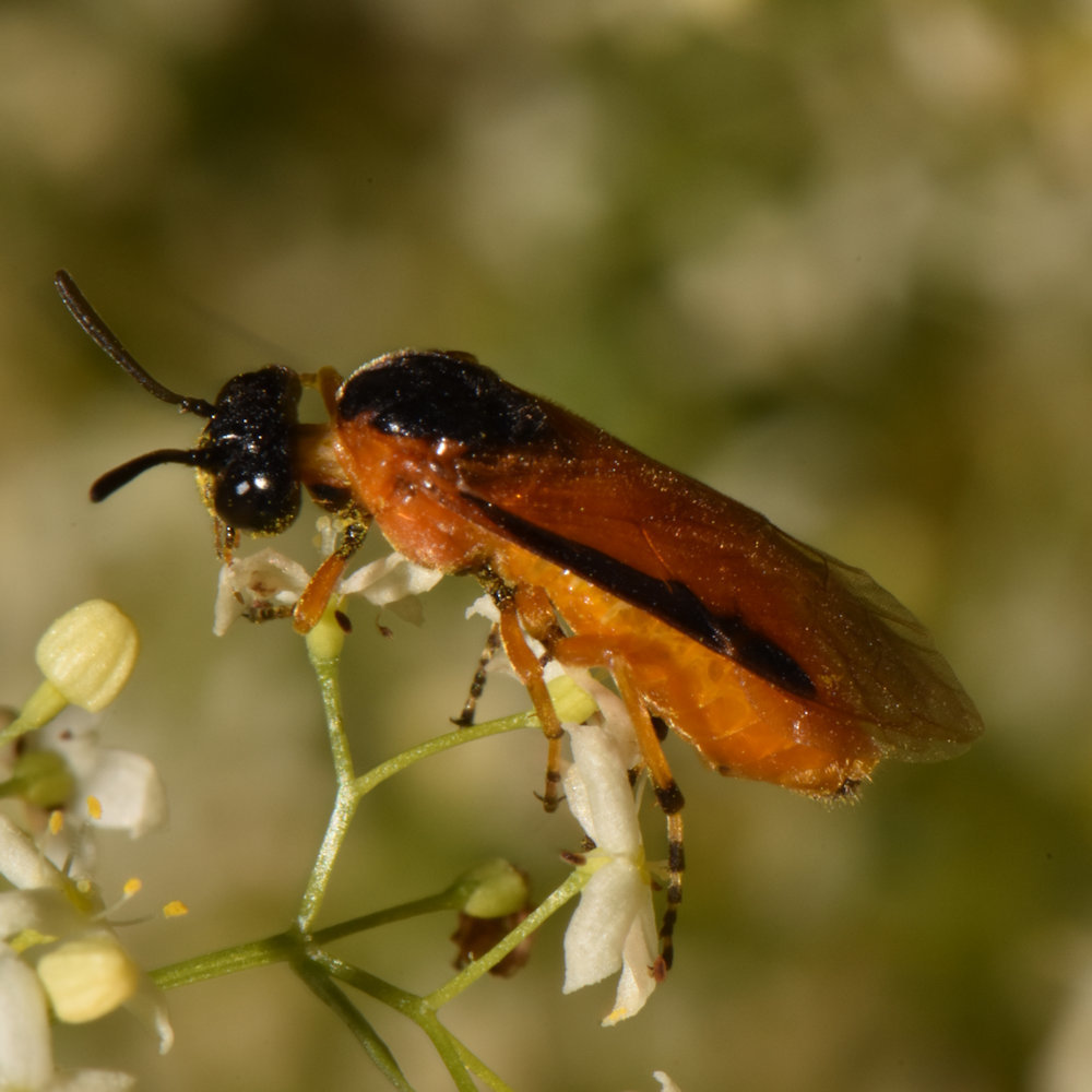 Rose Sawfly