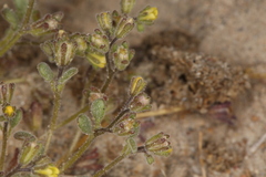 Phacelia inyoensis