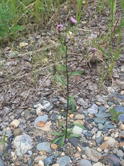Erigeron acris kamtschaticus