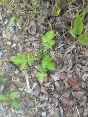 Geum macrophyllum perincisum