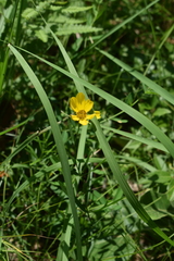Coreopsis palmata