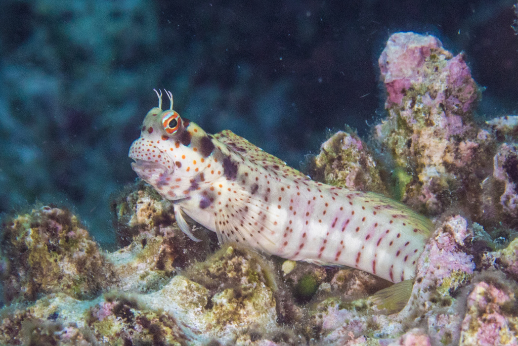 Bluespotted Blenny