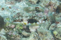 Halichoeres margaritaceus