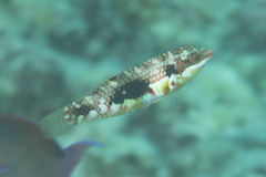 Halichoeres margaritaceus