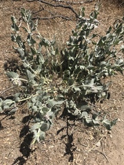 Asclepias californica