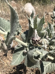 Asclepias californica