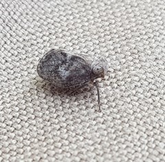 Dentatissus damnosus