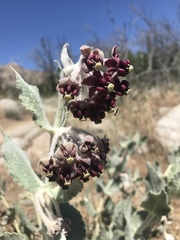 Asclepias californica