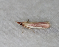 Peoria approximella
