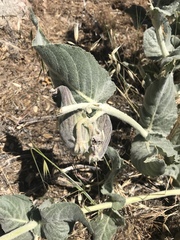 Asclepias californica