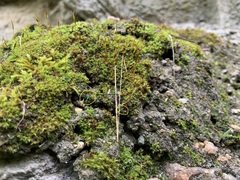 Aloina rigida