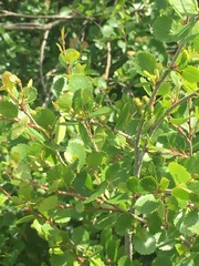 Betula glandulosa