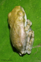 Polypedates cruciger