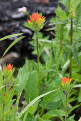 Castilleja suksdorfii