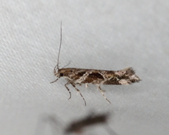Aristotelia fungivorella