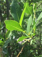 Salix pseudomyrsinites