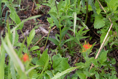 Castilleja suksdorfii