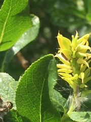 Salix pseudomyrsinites