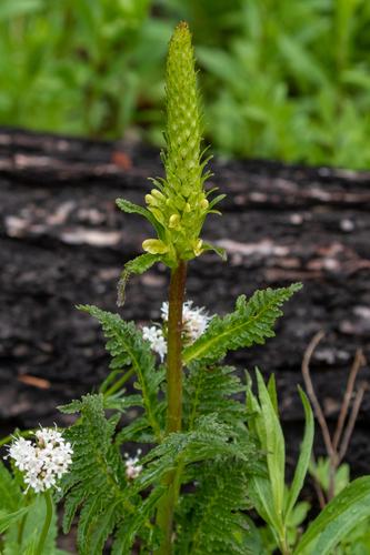 Bracted Lousewort
