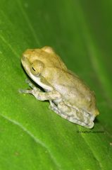 Polypedates cruciger