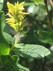 Salix pseudomyrsinites