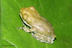 Polypedates cruciger