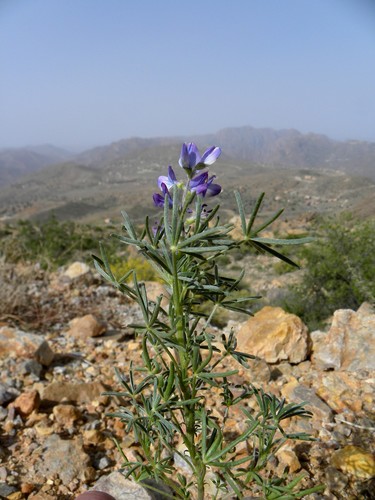 Lupinus angustifolius image