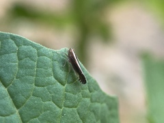 Stenocranus brunneus