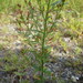 Narrowleaf Pinweed - Photo (c) Eric Doucette, some rights reserved (CC BY-NC), uploaded by Eric Doucette