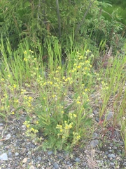 Potentilla litoralis
